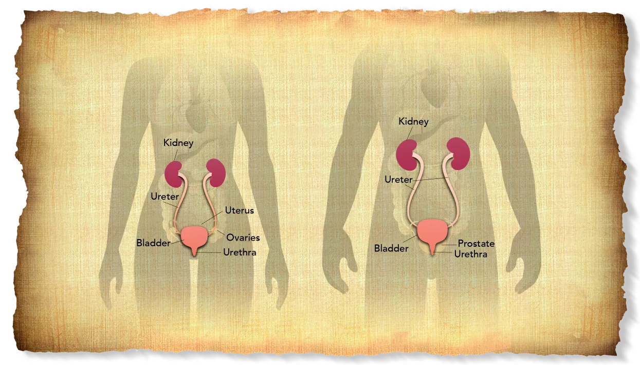 Diagram of bladder and adjacent organs in man and in woman